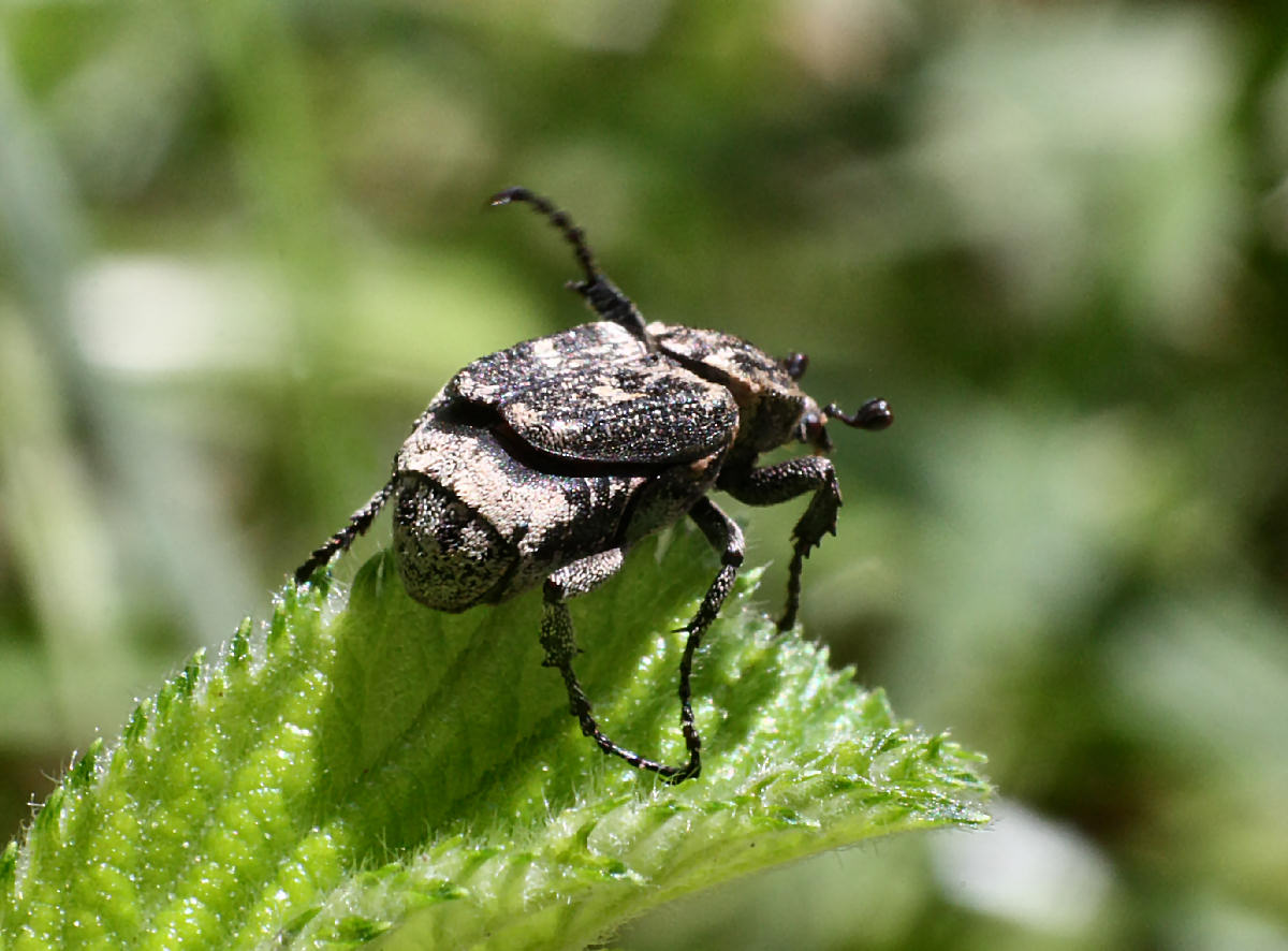 coleottero da identificare - Valgus hemipterus